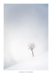 Petit arbre dans les nuages sous la neige. Massif des Bauge.