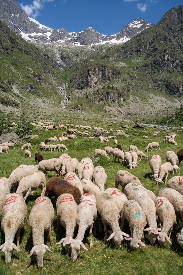 Troupeau de moutons a proximité du Chalet du Gioberney, au pied des Rouirs et des Pics du Vaccivier